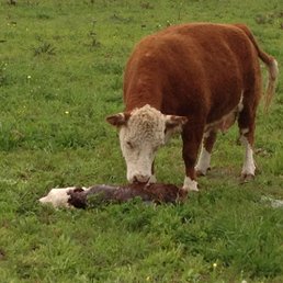 undefined undefined