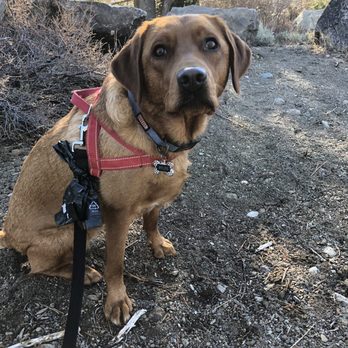 Sterling Labradors - Hiking in Mammoth - Pet Breeders Near Me - Yuba City, California Sterling Labradors - Hiking in Mammoth - Pet Breeders Near Me - Yuba City, California