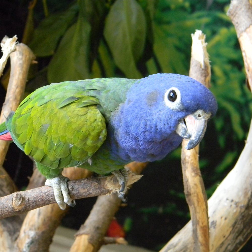 Bird Kingdom - Pyper! - Zoos Near Me - Niagara Falls, Ontario Bird Kingdom - Pyper! - Zoos Near Me - Niagara Falls, Ontario