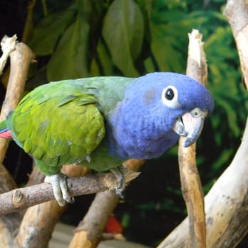 Bird Kingdom - Pyper! - Zoos Near Me - Niagara Falls, Ontario
