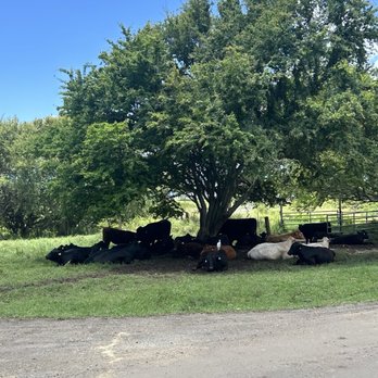 Kualoa Ranch - Cattles - Tours Near Me - Kaneohe, Hawaii Kualoa Ranch - Cattles - Tours Near Me - Kaneohe, Hawaii
