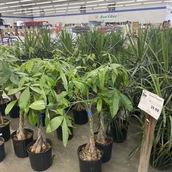 Star Nursery - Nurseries & Gardening Near Me - North Las Vegas, Nevada Star Nursery - Nurseries & Gardening Near Me - North Las Vegas, Nevada