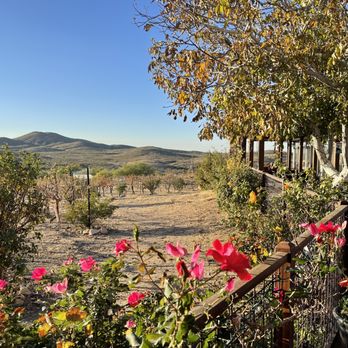 Charron Vineyards - Vineyard and patio - Wineries Near Me - Vail, Arizona Charron Vineyards - Vineyard and patio - Wineries Near Me - Vail, Arizona