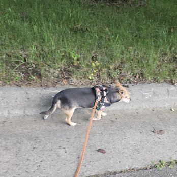Whiskers Wags & Walks - Pet Sitting Near Me - High Point, North Carolina Whiskers Wags & Walks - Pet Sitting Near Me - High Point, North Carolina