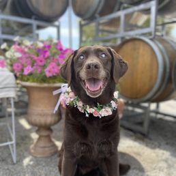 Our sweet girl Scout! Our sweet girl Scout!