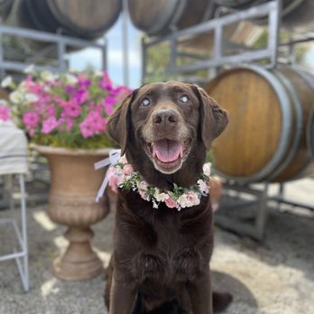 Compassionate Hands In Home Veterinary Services - Our sweet girl Scout! - Pet Hospice Near Me Compassionate Hands In Home Veterinary Services - Our sweet girl Scout! - Pet Hospice Near Me