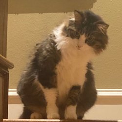 Tyler Veterinary Center - Our cat Tobey who would still be alive with appropriate veterinary guidance and care.