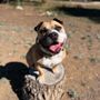 Photo of Green Tree Canine