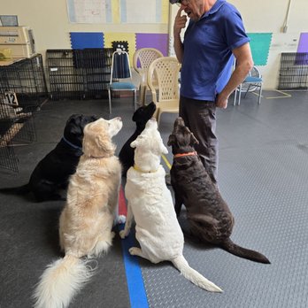 The Educated Pet - Practicing a "Sit and watch me". - Pet Training Near Me - San Diego, California The Educated Pet - Practicing a "Sit and watch me". - Pet Training Near Me - San Diego, California