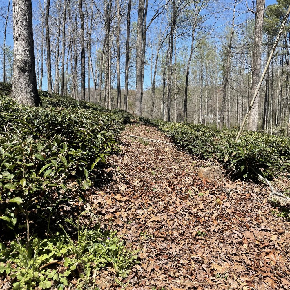 a path in the woods