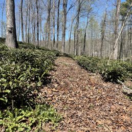 a path in the woods