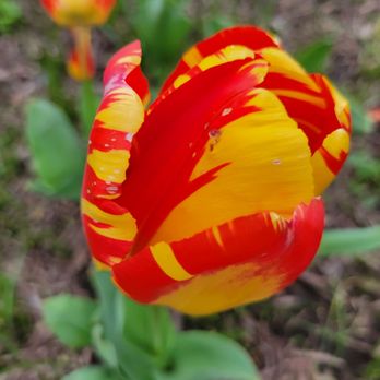 Sherwood Gardens - So beautiful! - Parks Near Me - Baltimore, Maryland