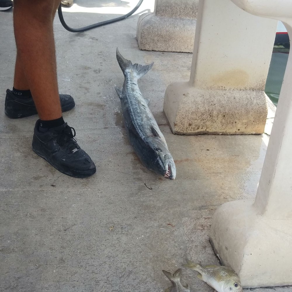 Sailors Choice - A little boy caught this barracuda with the help of the captain - Fishing Near Me - Key Largo, Florida Sailors Choice - A little boy caught this barracuda with the help of the captain - Fishing Near Me - Key Largo, Florida