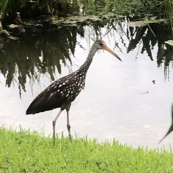 Gary A Poliakoff Founders Park - limpkin - Parks Near Me - Cooper City, Florida Gary A Poliakoff Founders Park - limpkin - Parks Near Me - Cooper City, Florida