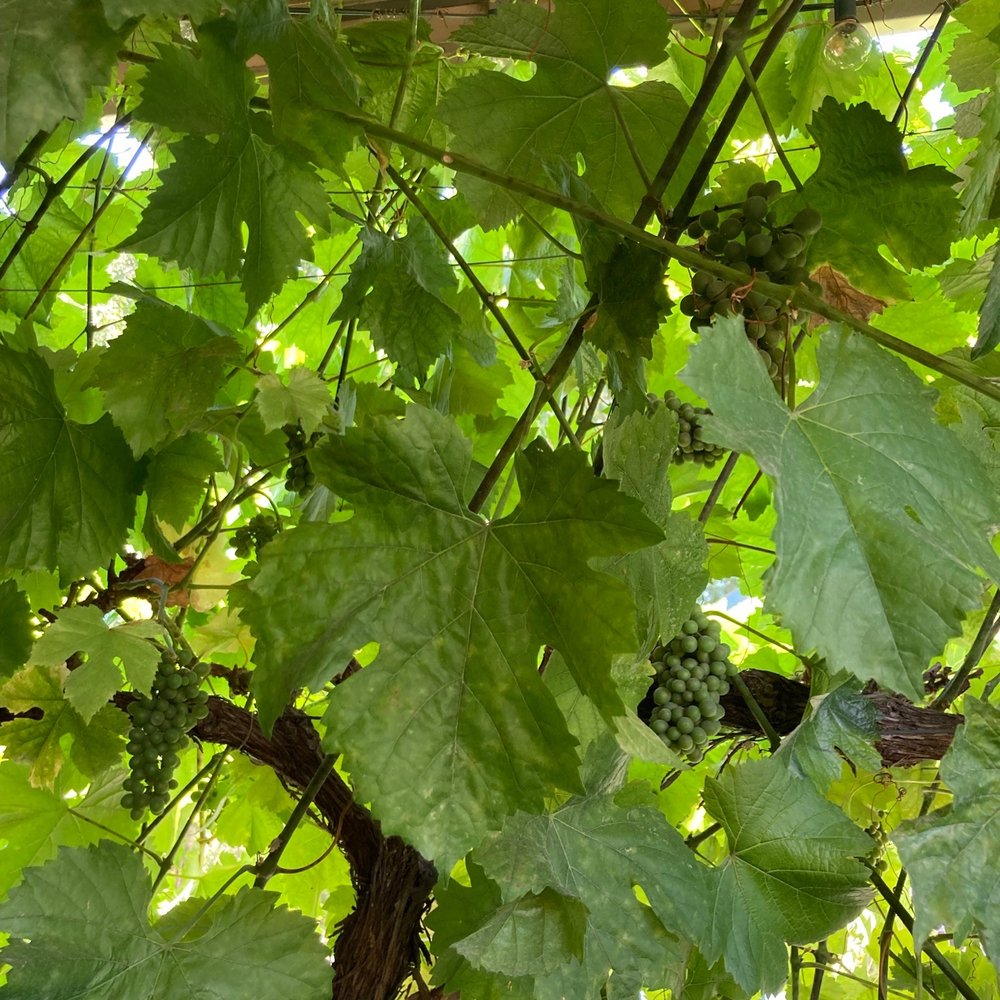 Meadowcroft Wines - Vines - Wineries Near Me - Sonoma, California Meadowcroft Wines - Vines - Wineries Near Me - Sonoma, California