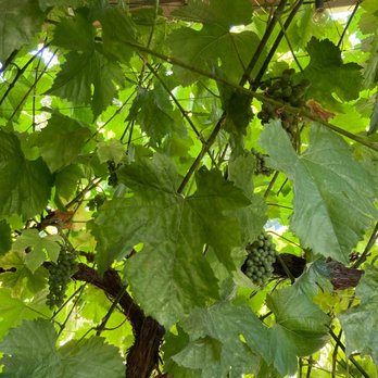 Meadowcroft Wines - Vines - Wineries Near Me - Sonoma, California