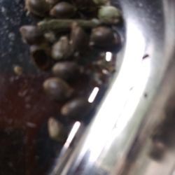 CannaMax - Seeds from a joint's worth of Agent Orange.