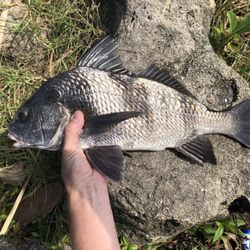 Man Overboard - Only had light tackle, and he set me up right.