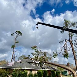 Crane Tree Removal - You can see how far the crane has to reach for this tree