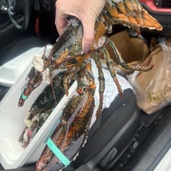 Hill's Quality Seafood Markets - Live lobster