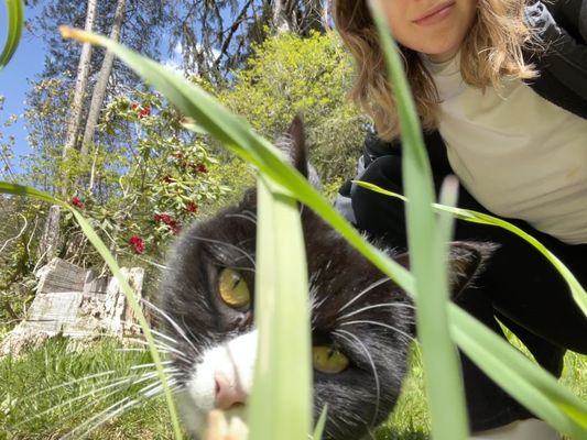 Leaping Lamb Farm by null