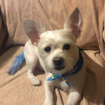 Animal Kingdom - Pet Groomers Near Me - Colton, California Animal Kingdom - Pet Groomers Near Me - Colton, California