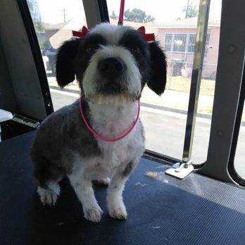 Fancy Spaw - Pet Groomers Near Me Fancy Spaw - Pet Groomers Near Me