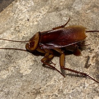 Caribou Coffee - Giant Roaches all over Caribou Coffee in Cary NC  BE CAREFUL WHAT U DRINK!!! - Coffee & Tea Near Me - Cary, North Carolina