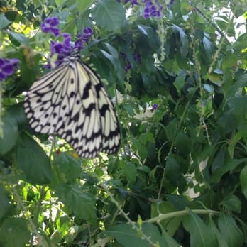 Texas Discovery Gardens - Paper Kite - Botanical Gardens Near Me - Dallas, Texas Texas Discovery Gardens - Paper Kite - Botanical Gardens Near Me - Dallas, Texas