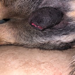 10 minutes after walking through the front door he started bleeding and I saw that he was not stitched properly.