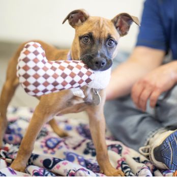 K9 Clips And Kennel - Pet Groomers Near Me - Vinton, Virginia K9 Clips And Kennel - Pet Groomers Near Me - Vinton, Virginia