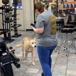 Yankee Harley-Davidson - Ernie store dog