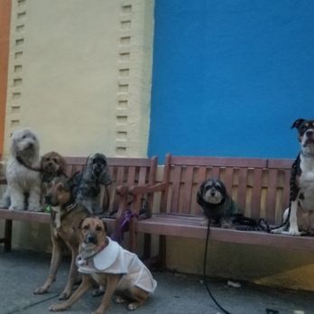 Packnowledge - Felfel Charlie Hobsen Alfie Lacey Toby Hope - Pet Training Near Me Packnowledge - Felfel Charlie Hobsen Alfie Lacey Toby Hope - Pet Training Near Me