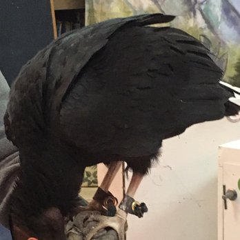 Wild Bear Nature Center - Black vulture Osiris here for a visit during Frozen Dead Guy Days - Community Service/Non-Profit Near Me - Nederland, Colorado Wild Bear Nature Center - Black vulture Osiris here for a visit during Frozen Dead Guy Days - Community Service/Non-Profit Near Me - Nederland, Colorado
