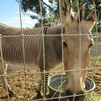 Seein' Spots Farm - A "zonkey", or zebra/donkey hybrid. - Animal Shelters Near Me - Solvang, California Seein' Spots Farm - A "zonkey", or zebra/donkey hybrid. - Animal Shelters Near Me - Solvang, California