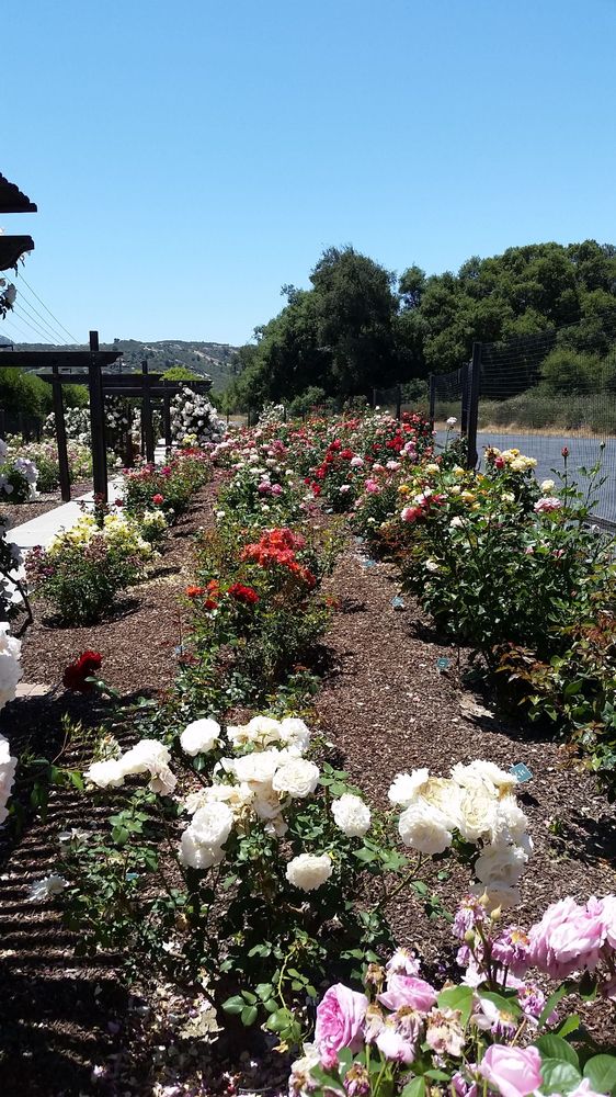 Barona Rose Garden