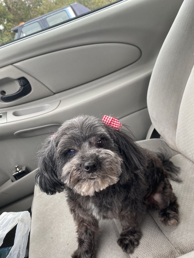 DAPHNE’S PET GROOMING Updated July 2024 1651 Lamar Ave, Memphis