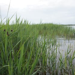 Kenfig National Nature Reserve
