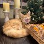 Photo of Maine Coon Cattery