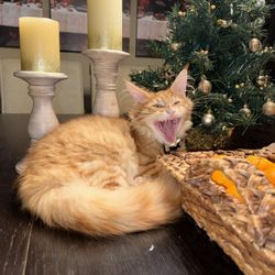 Maine Coon Cattery - King Maine Coon Mustang cat yawning at Maine Coon Cattery located in Renton Washington