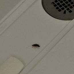 ROACHES!!!