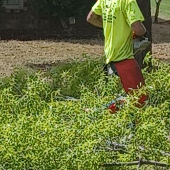 Cutts Tree Services - Caught working safe - Tree Services Near Me