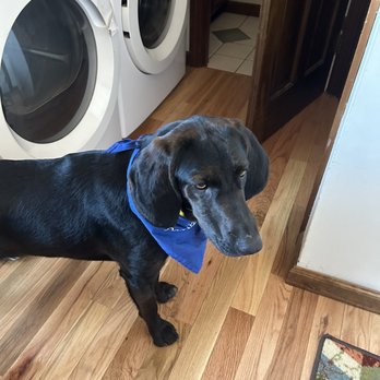 Dog Star Rescue - Pet Adoption Near Me - Bloomfield, Connecticut
