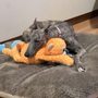 Photo of Greyhound Pets