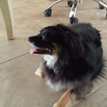 Pet Central DFW - Mazzy - Dog Walkers Near Me Pet Central DFW - Mazzy - Dog Walkers Near Me