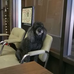 Allstate Insurance Agent: Jeff Halbert - Our office greeter, BJ!