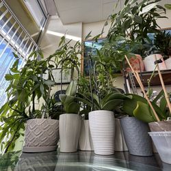 Amazing green plants! Photo credit: Henry McGalem