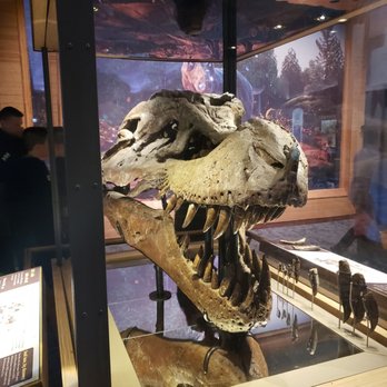 Field Museum - Museums Near Me - Chicago, Illinois