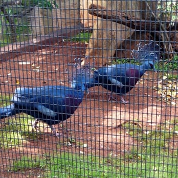 Honolulu Zoo - Pigeons ;) - Zoos Near Me - Honolulu, Hawaii Honolulu Zoo - Pigeons ;) - Zoos Near Me - Honolulu, Hawaii