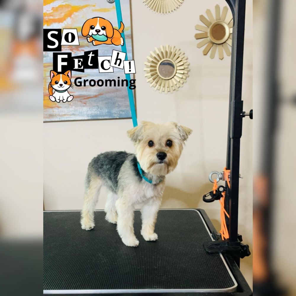 SO FETCH GROOMING Updated September 2024 27 Photos Casa Grande